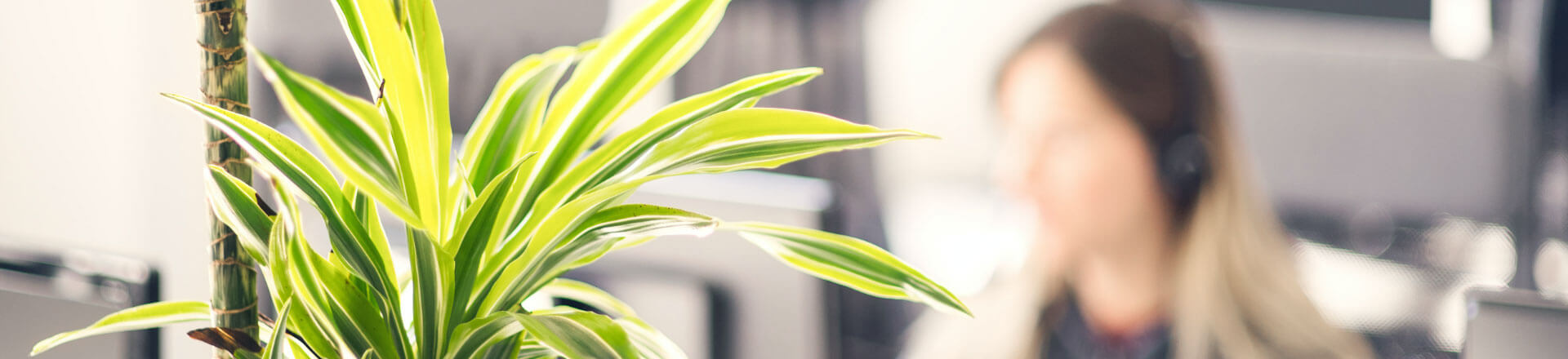 Available Jobs banner – woman and snake plant